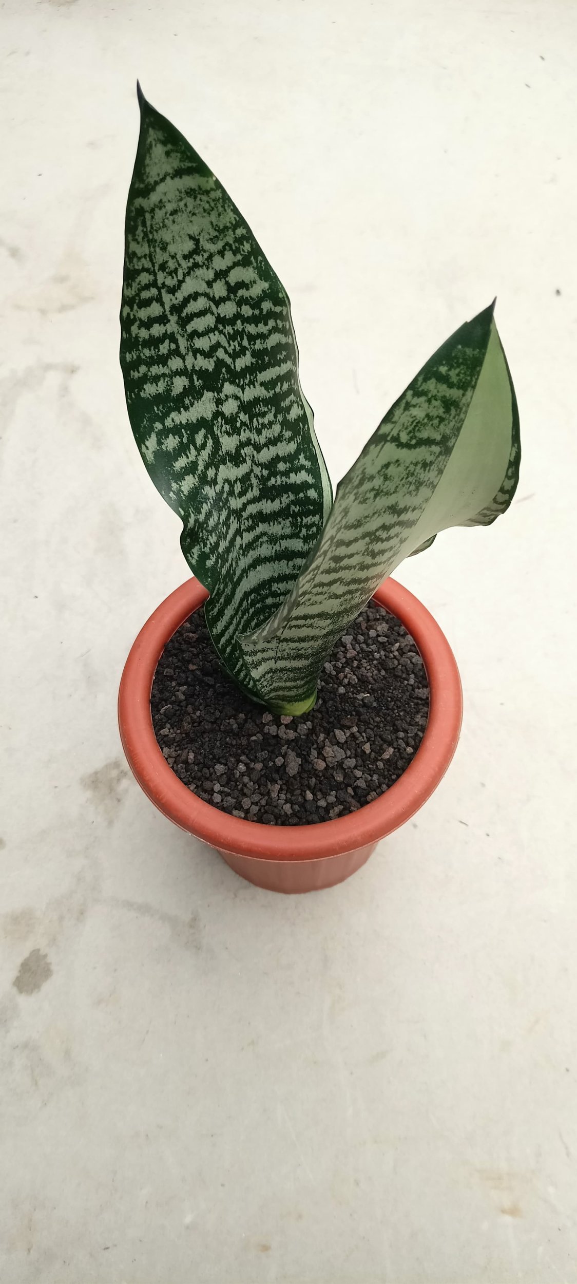 1786. Sansevieria Green Lacy - Image 2