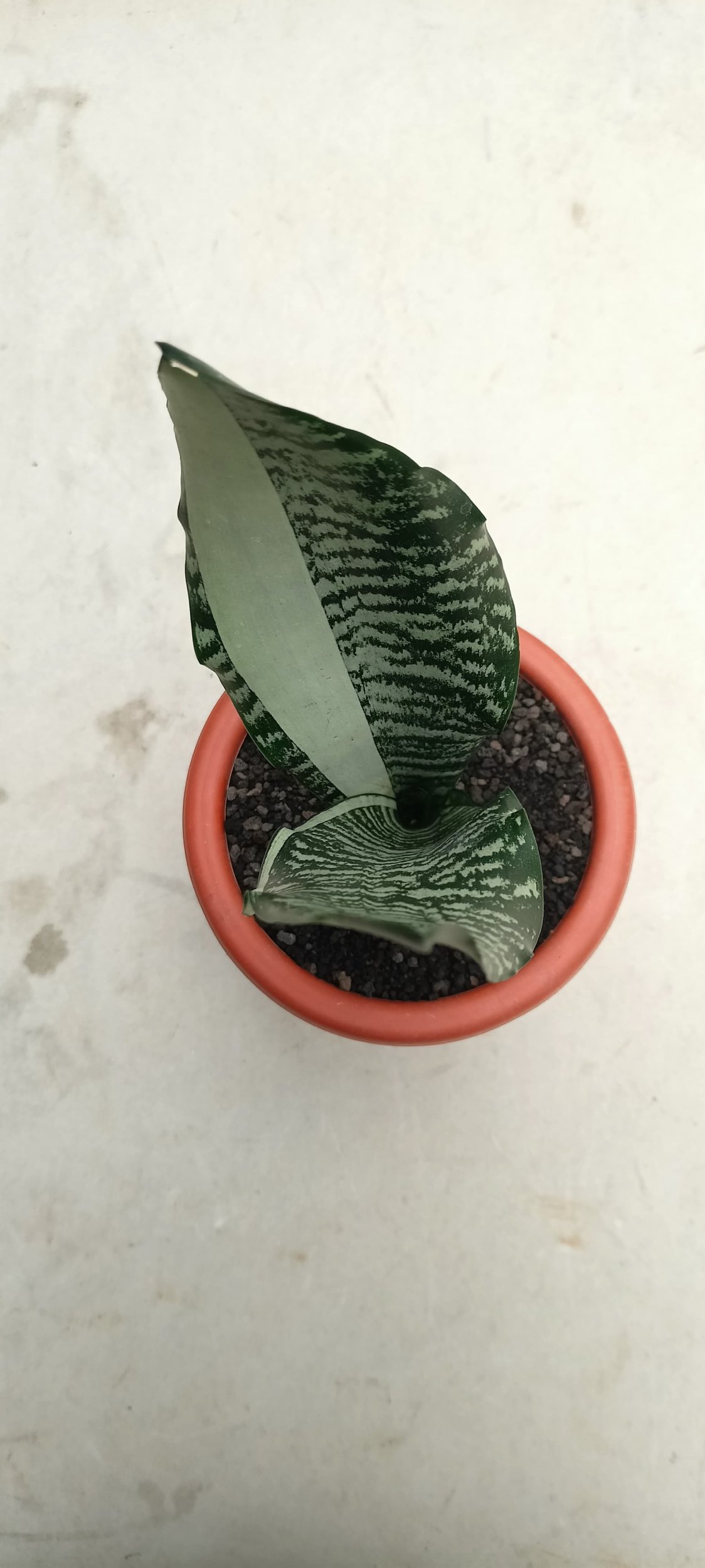 1786. Sansevieria Green Lacy - Image 3