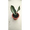 1786. Sansevieria Green Lacy