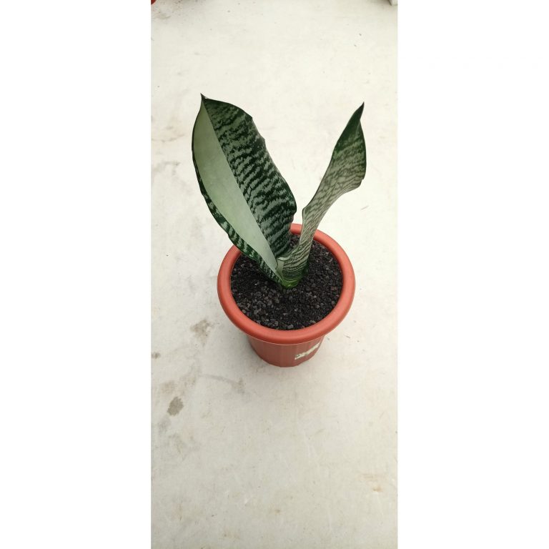 1786. Sansevieria Green Lacy