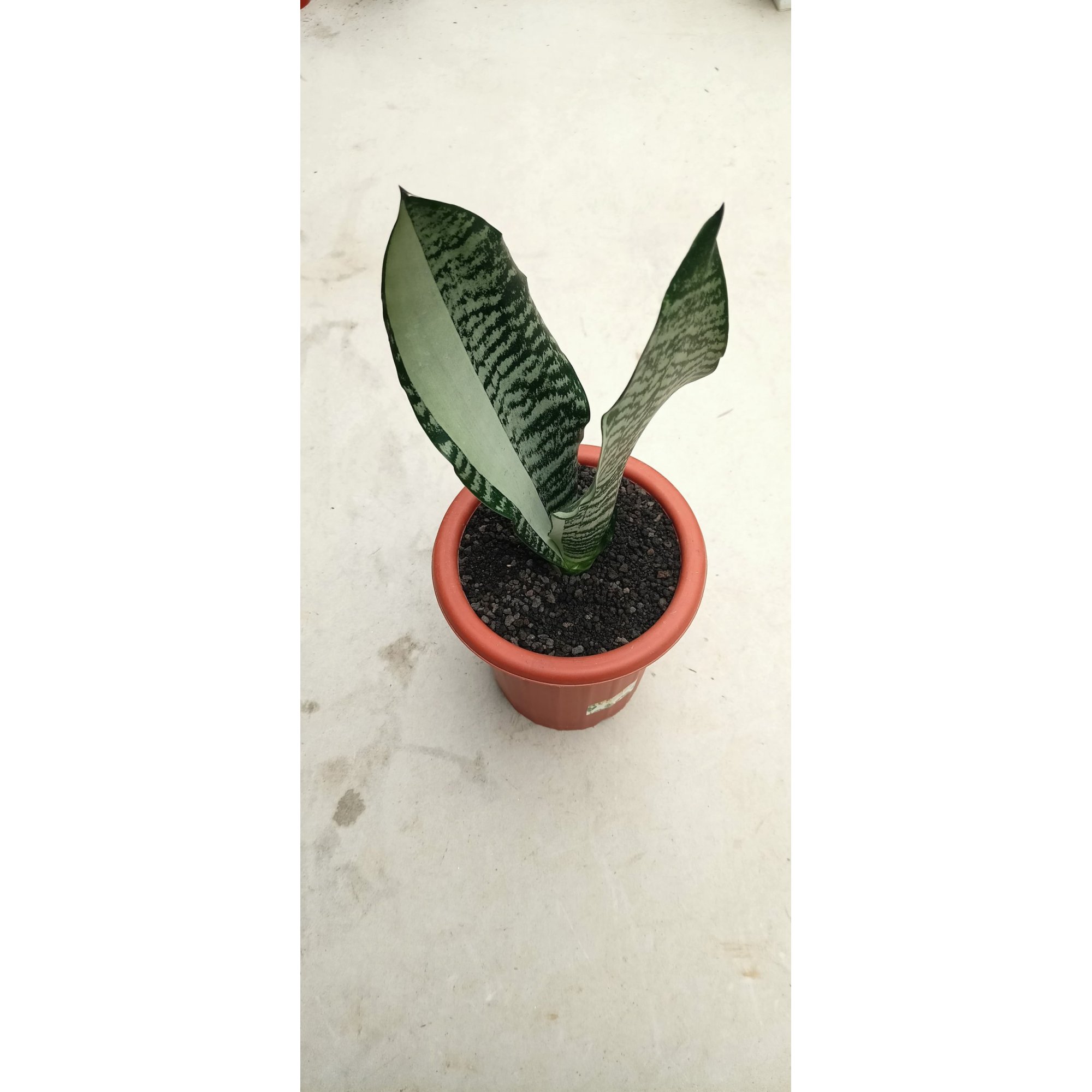 1786. Sansevieria Green Lacy