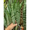 1568. Sansevieria Green Line