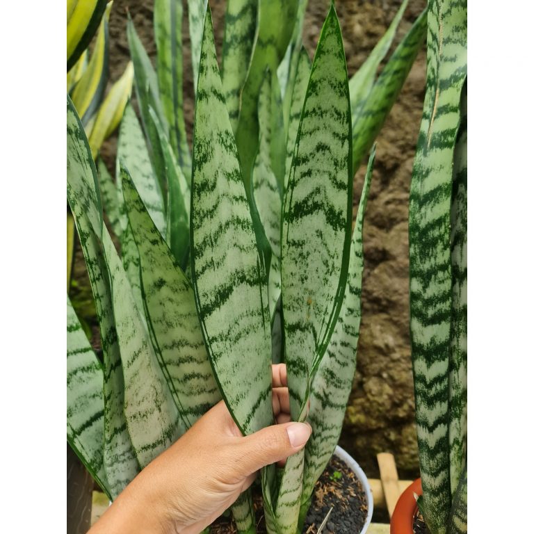 1568. Sansevieria Green Line
