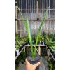2085. Sansevieria Green Mermaid Variegated