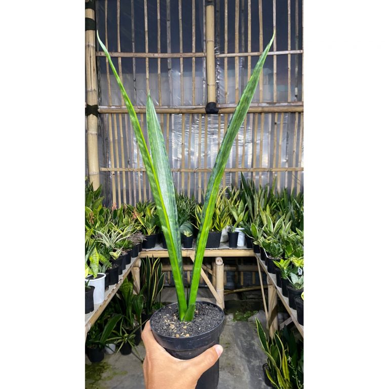 2085. Sansevieria Green Mermaid Variegated