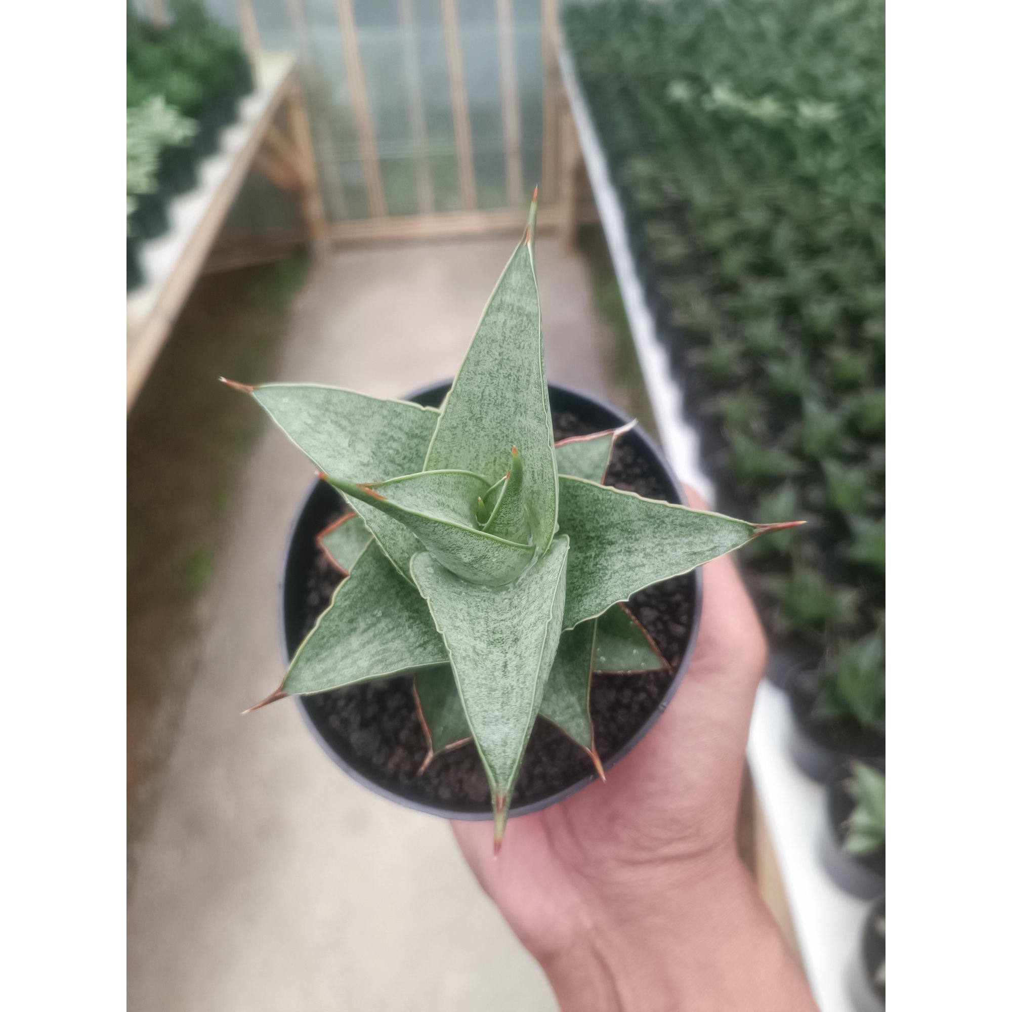 1432. Sansevieria Grizela