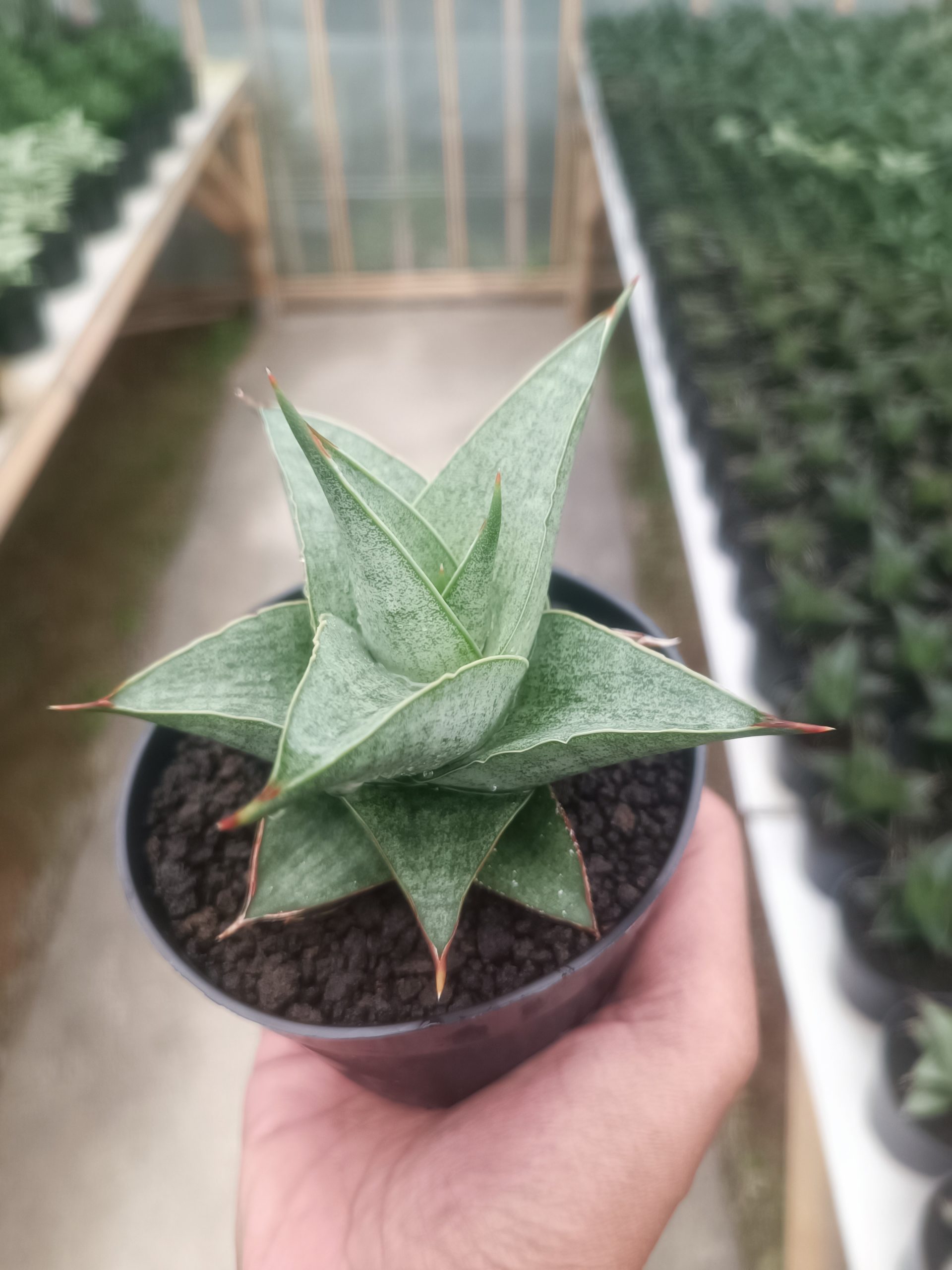 1432. Sansevieria Grizela - Image 2