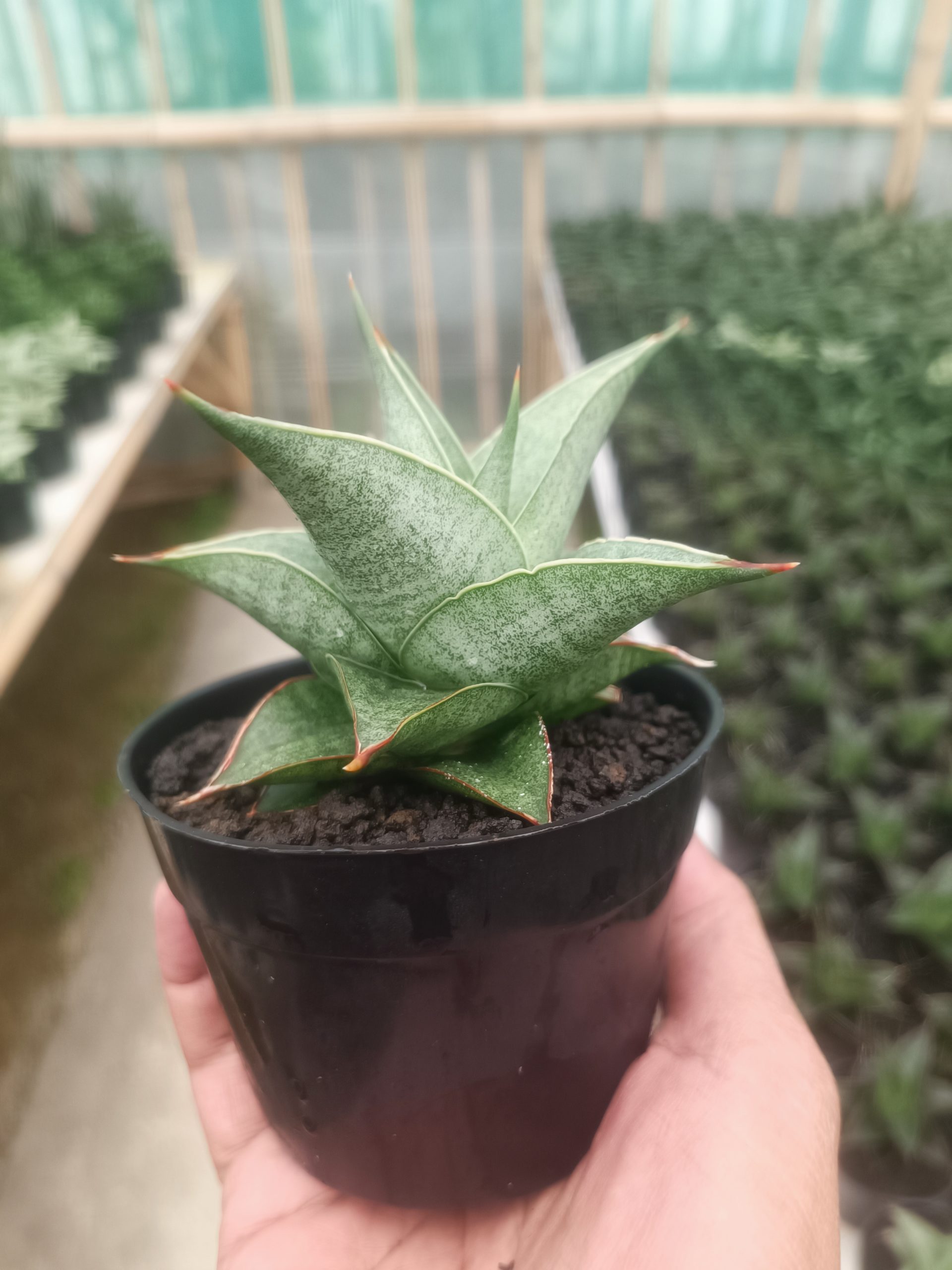 1432. Sansevieria Grizela - Image 3