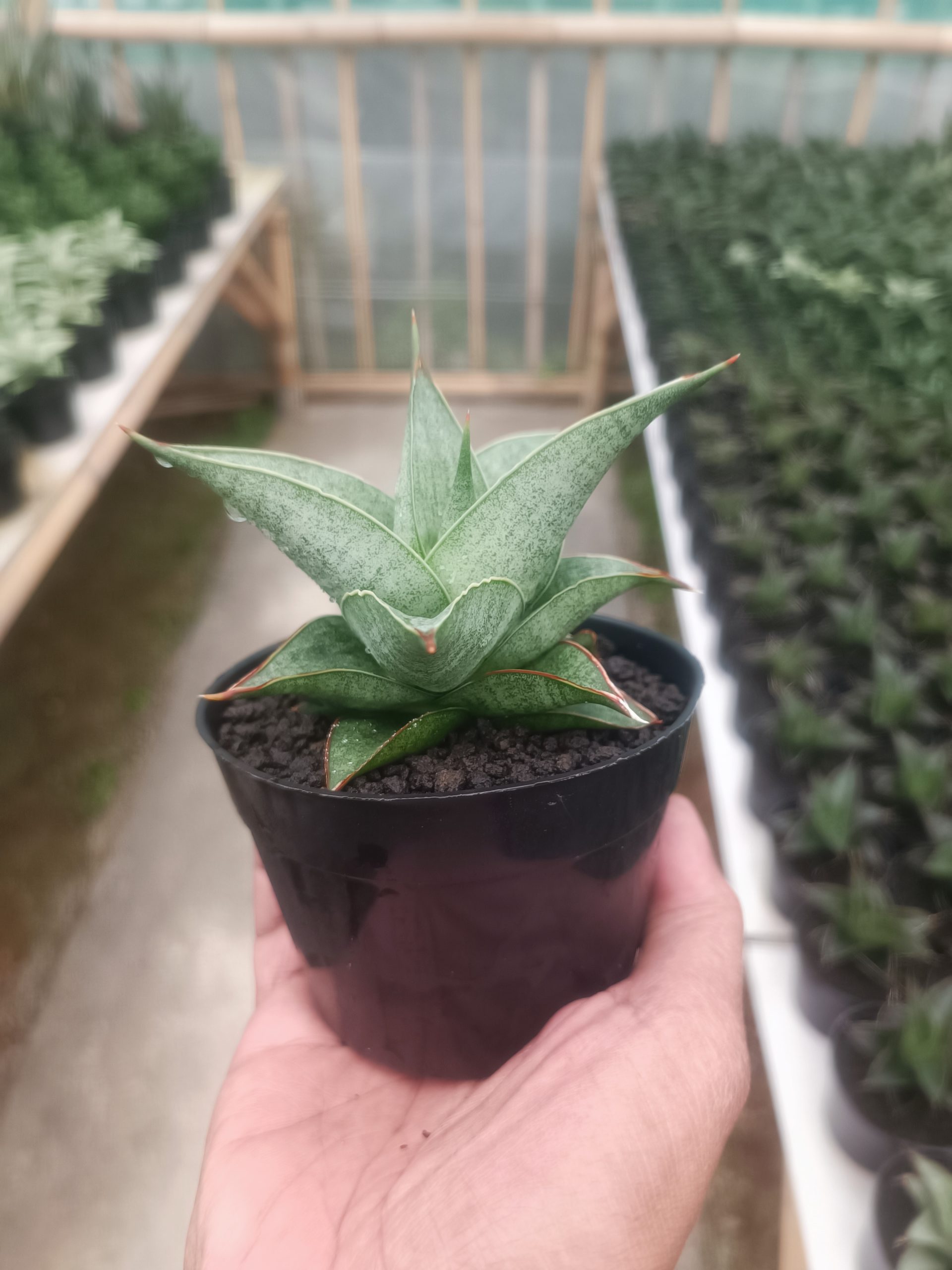 1432. Sansevieria Grizela - Image 4