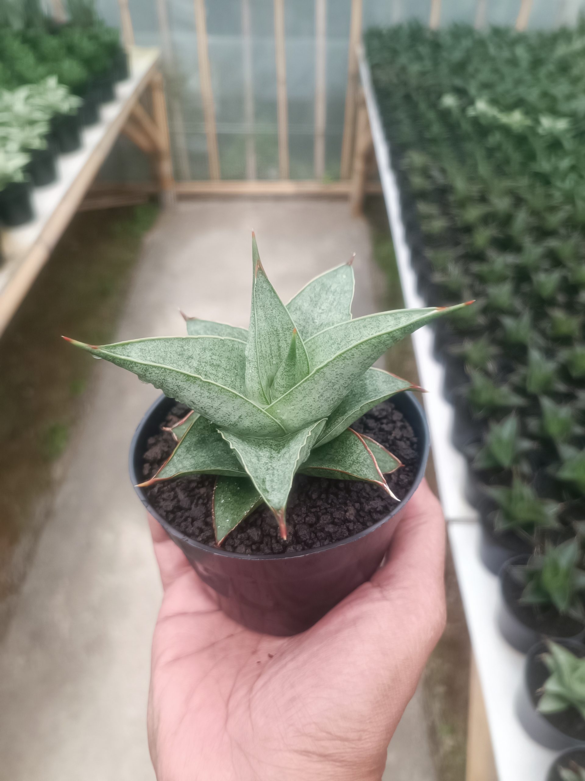 1432. Sansevieria Grizela - Image 5