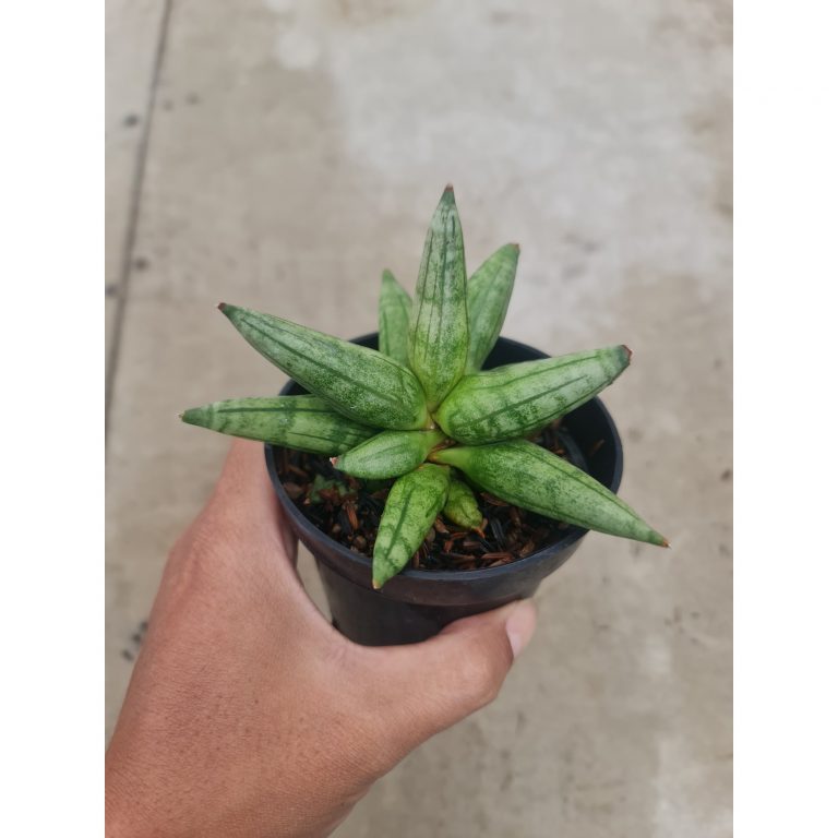 1492. Sansevieria Hadgehog