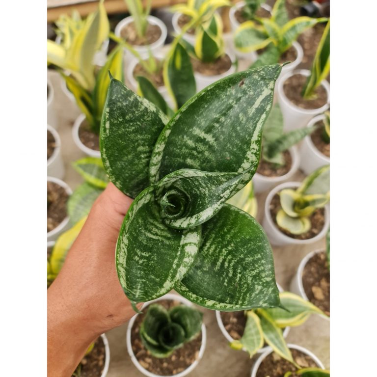 1817. Sansevieria Hahnii Martin