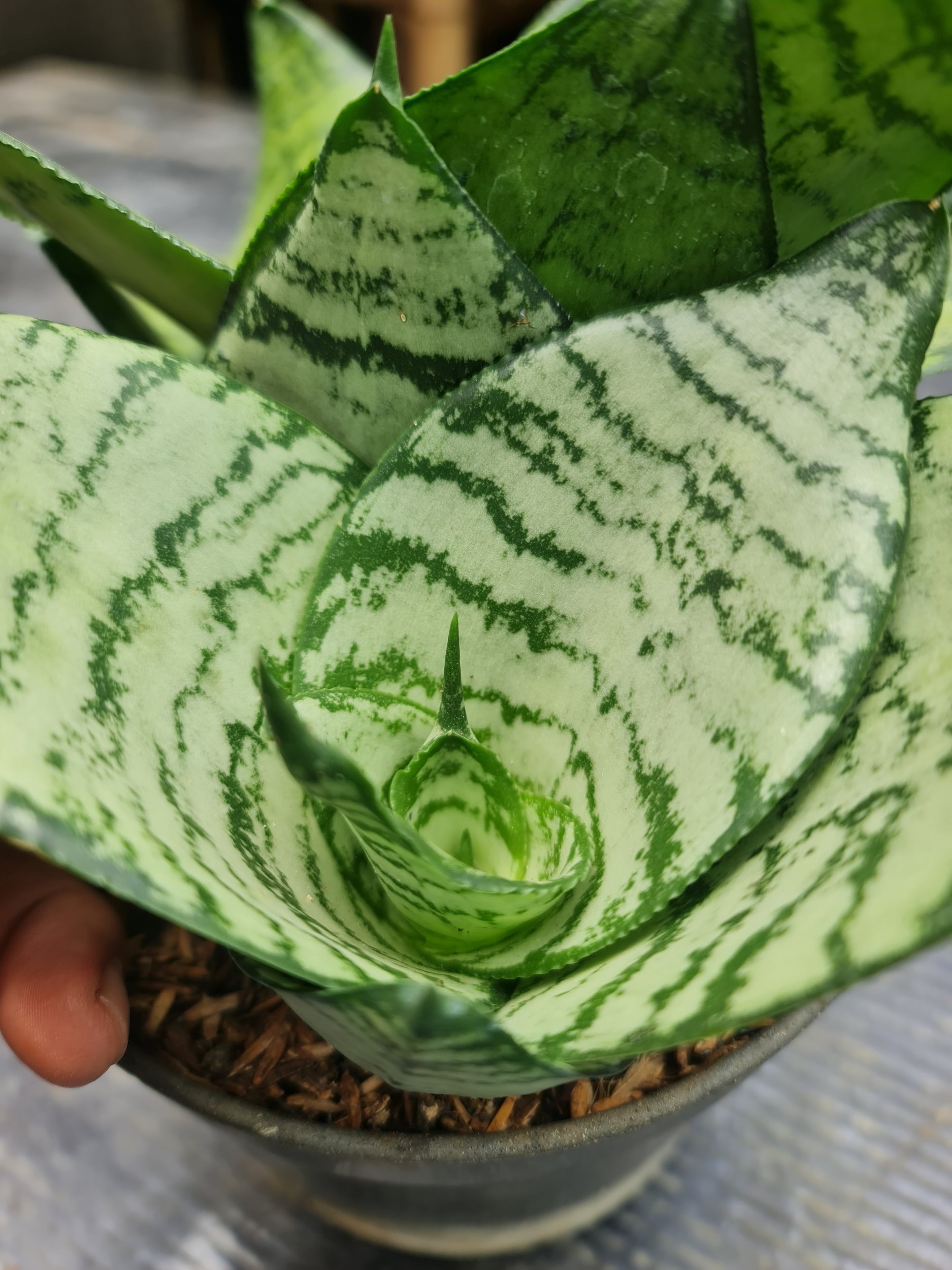 1806. Sansevieria Hahnii Silver Green - Image 2