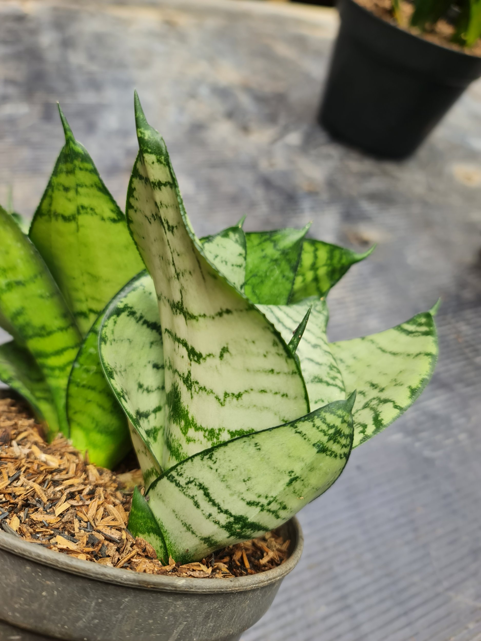 1806. Sansevieria Hahnii Silver Green - Image 3