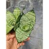 1806. Sansevieria Hahnii Silver Green