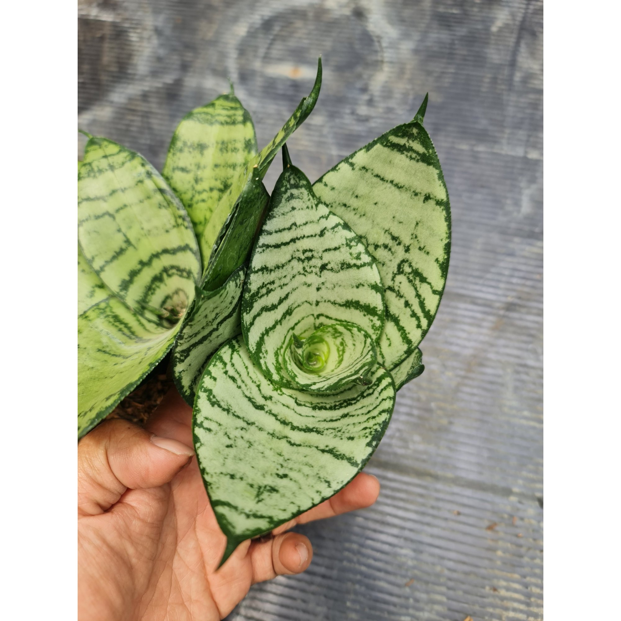 1806. Sansevieria Hahnii Silver Green