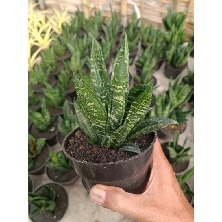 2260. Sansevieria Hahnii Gasteria