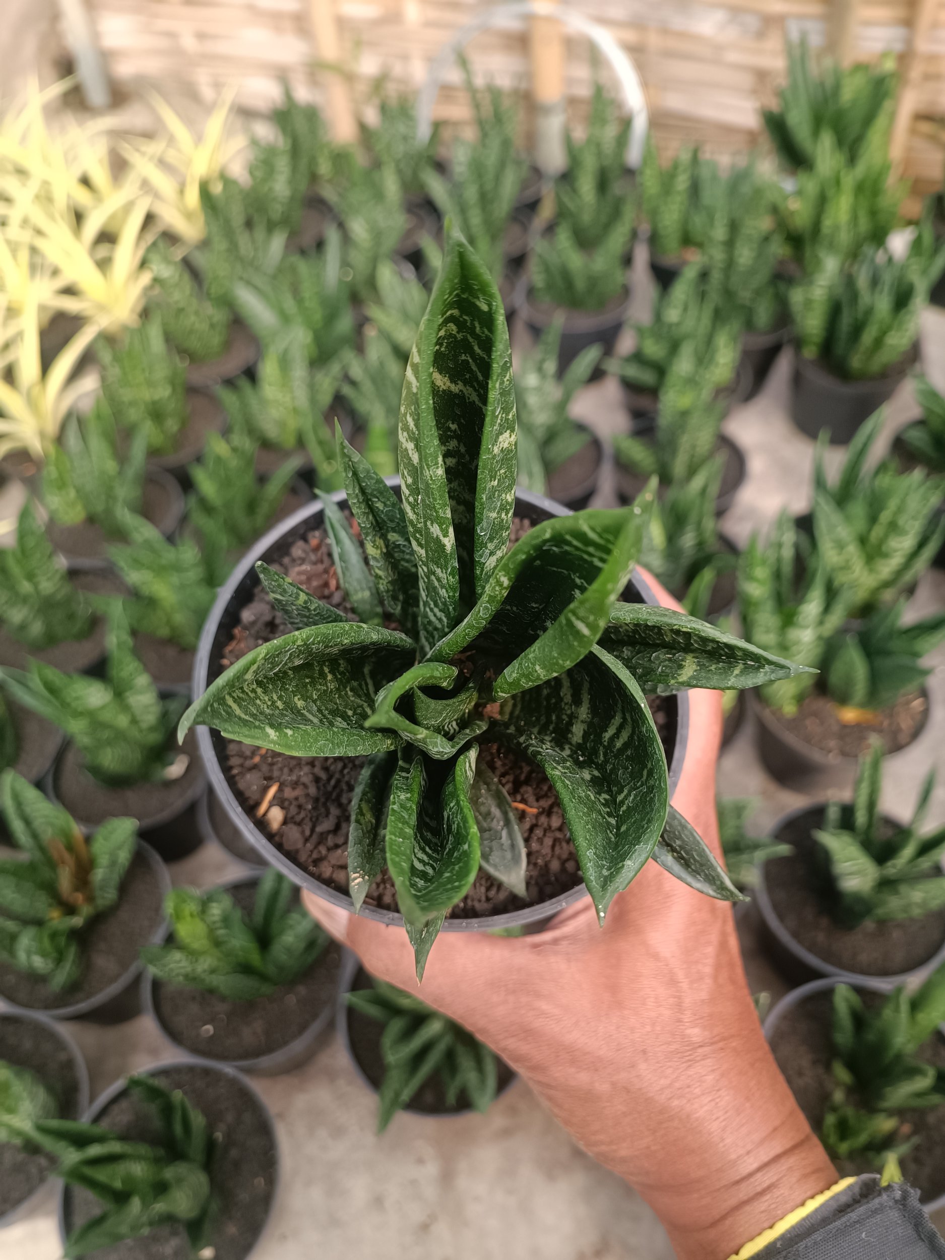 2260. Sansevieria Hahnii Gasteria - Image 2