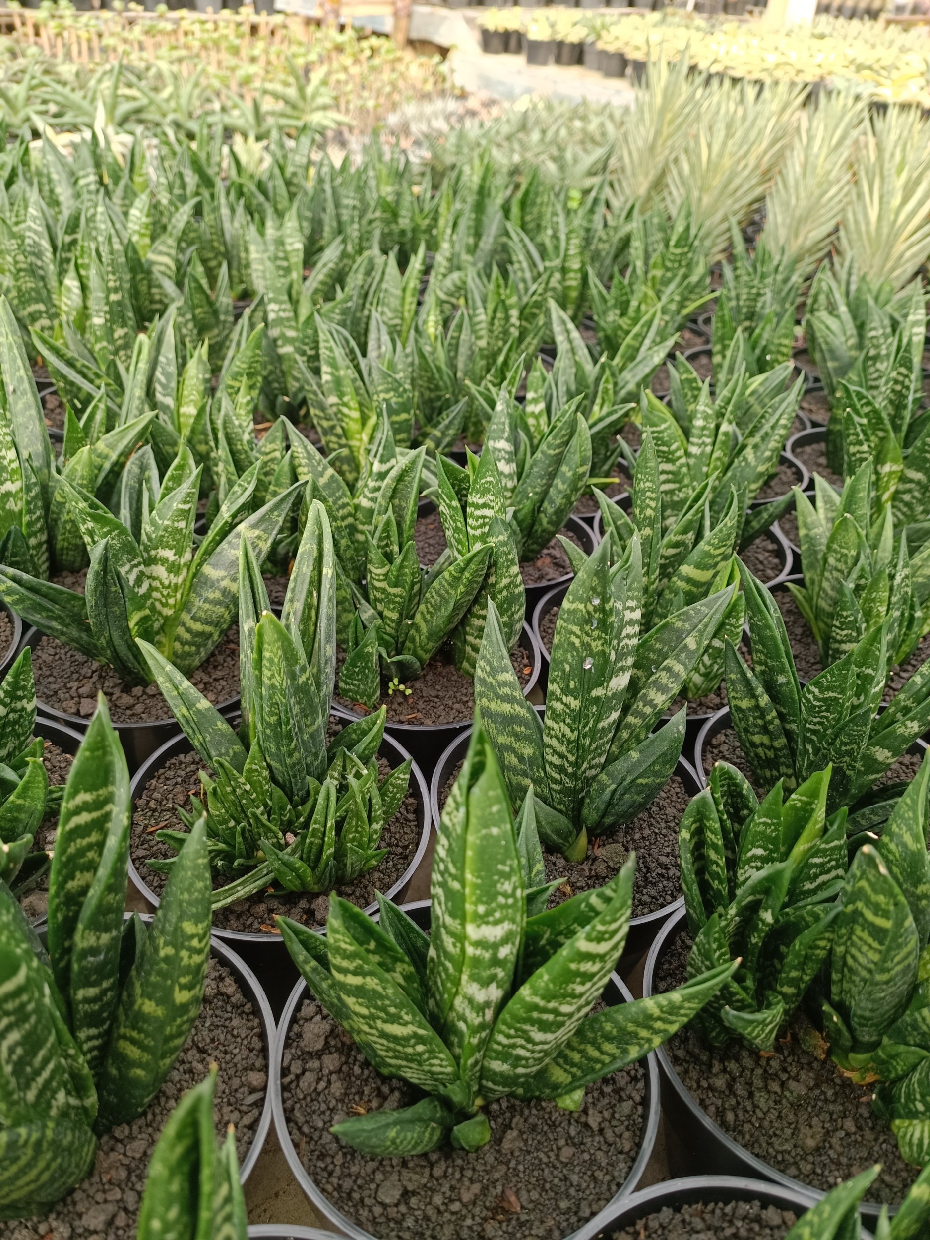 2260. Sansevieria Hahnii Gasteria - Image 3