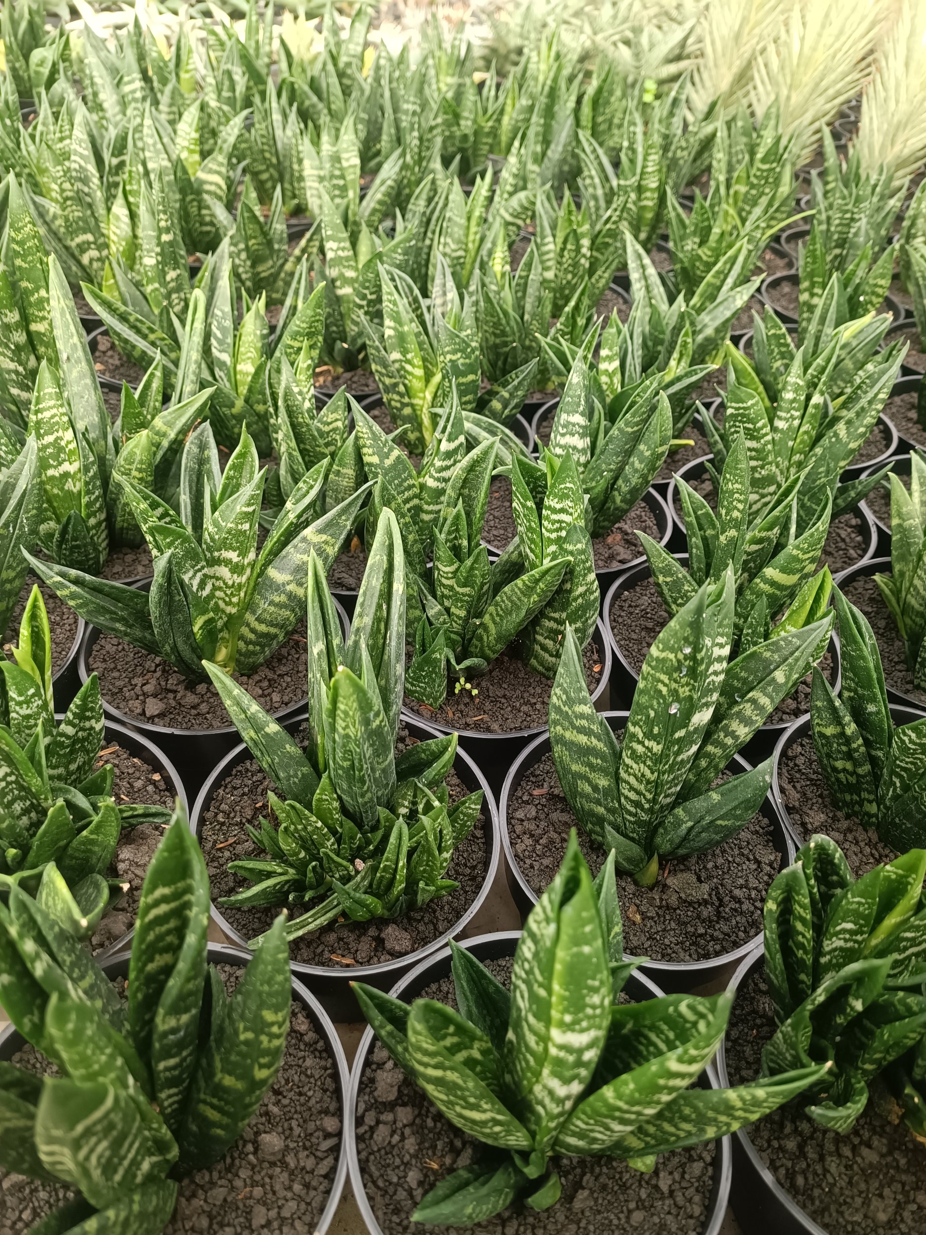 2260. Sansevieria Hahnii Gasteria - Image 4