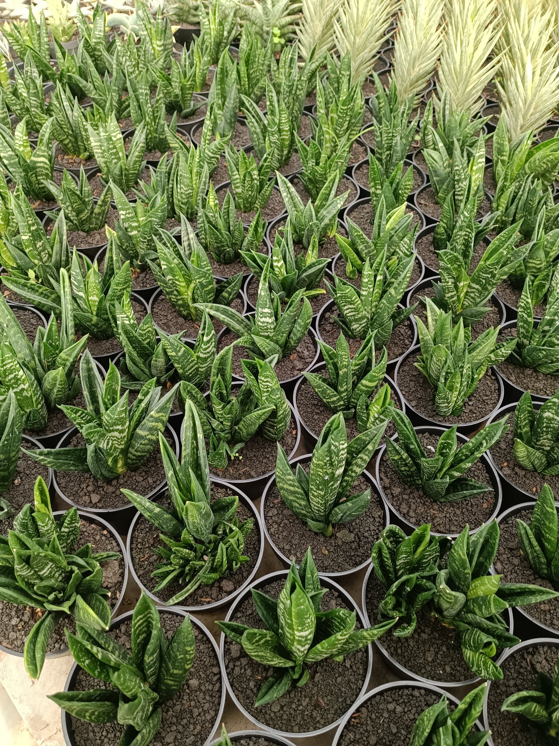 2260. Sansevieria Hahnii Gasteria - Image 5