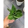 1558. Sansevieria Hahniii Martiana