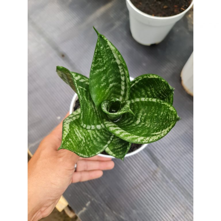 1558. Sansevieria Hahniii Martiana