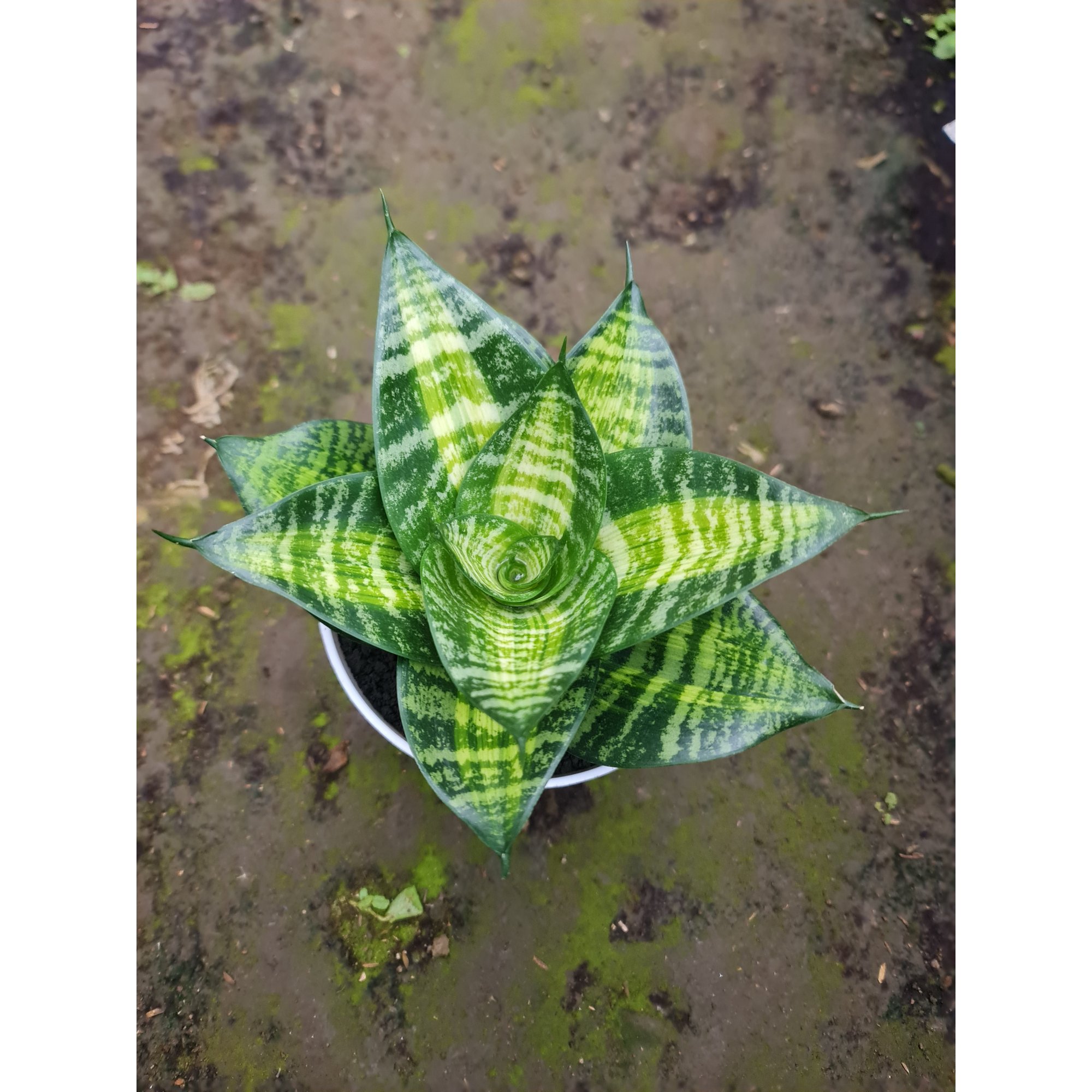 1559. Sansevieria Hahniii Racing Line