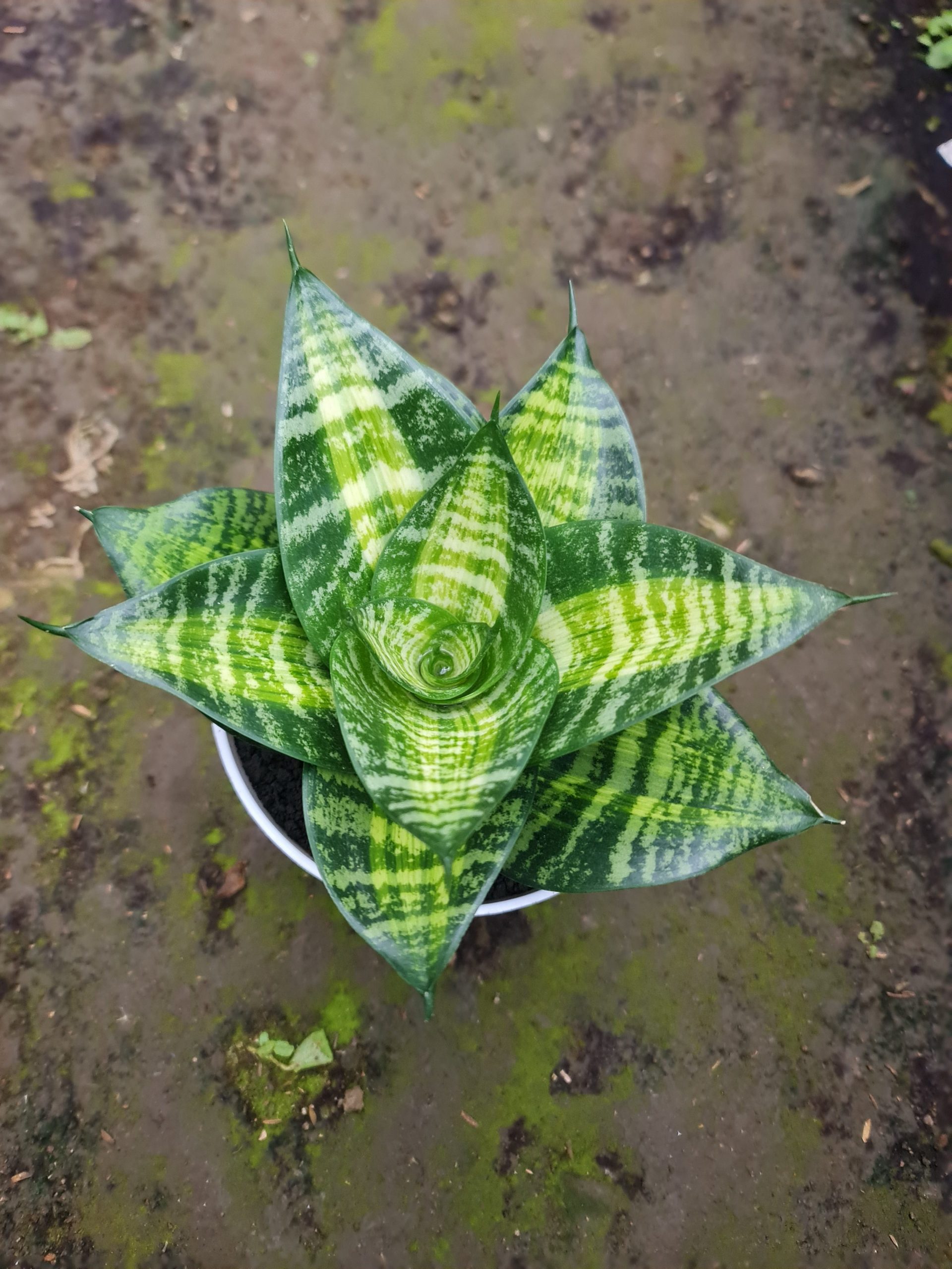 1559. Sansevieria Hahniii Racing Line - Image 2