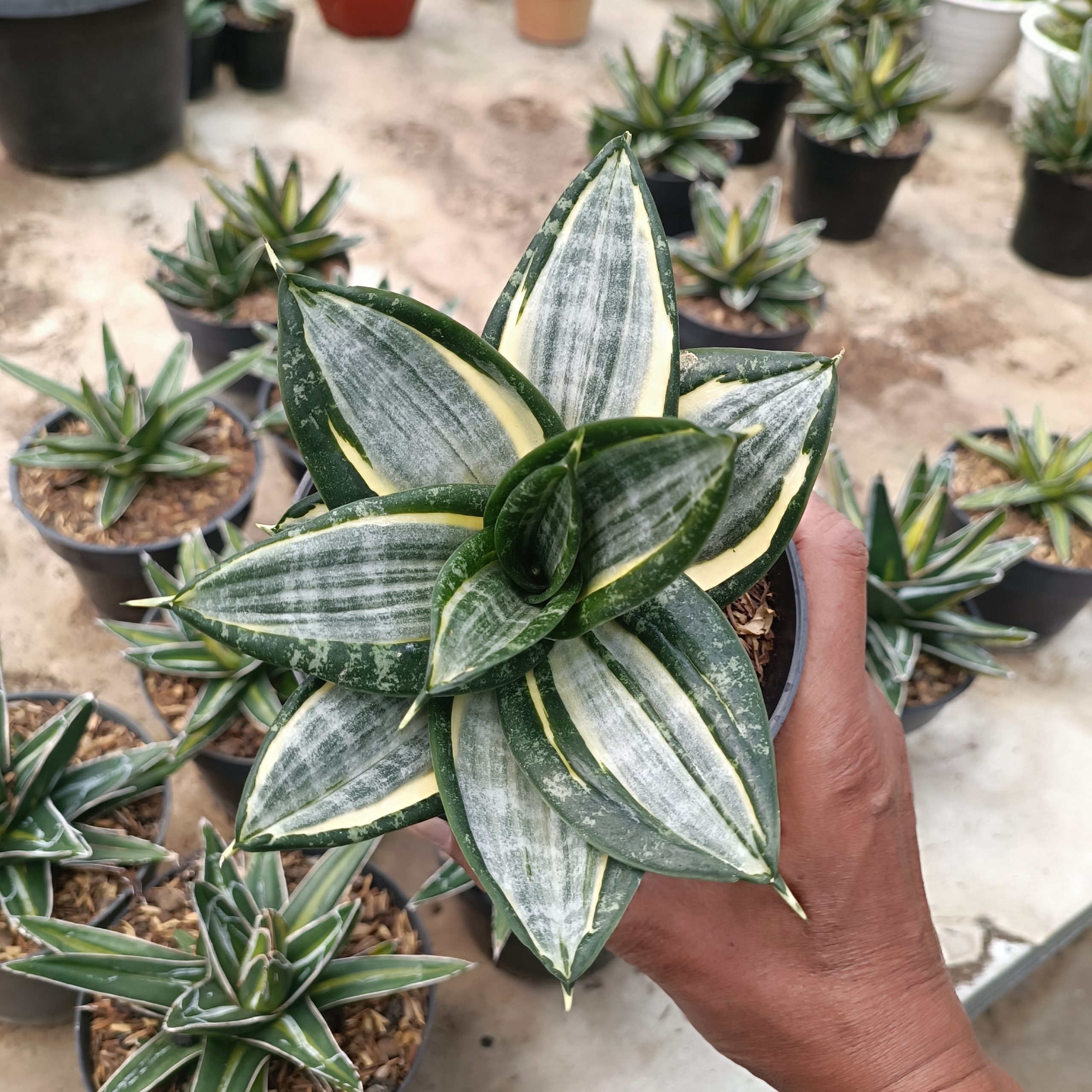 1213. Sansevieria Hahnii Zebra - Image 5
