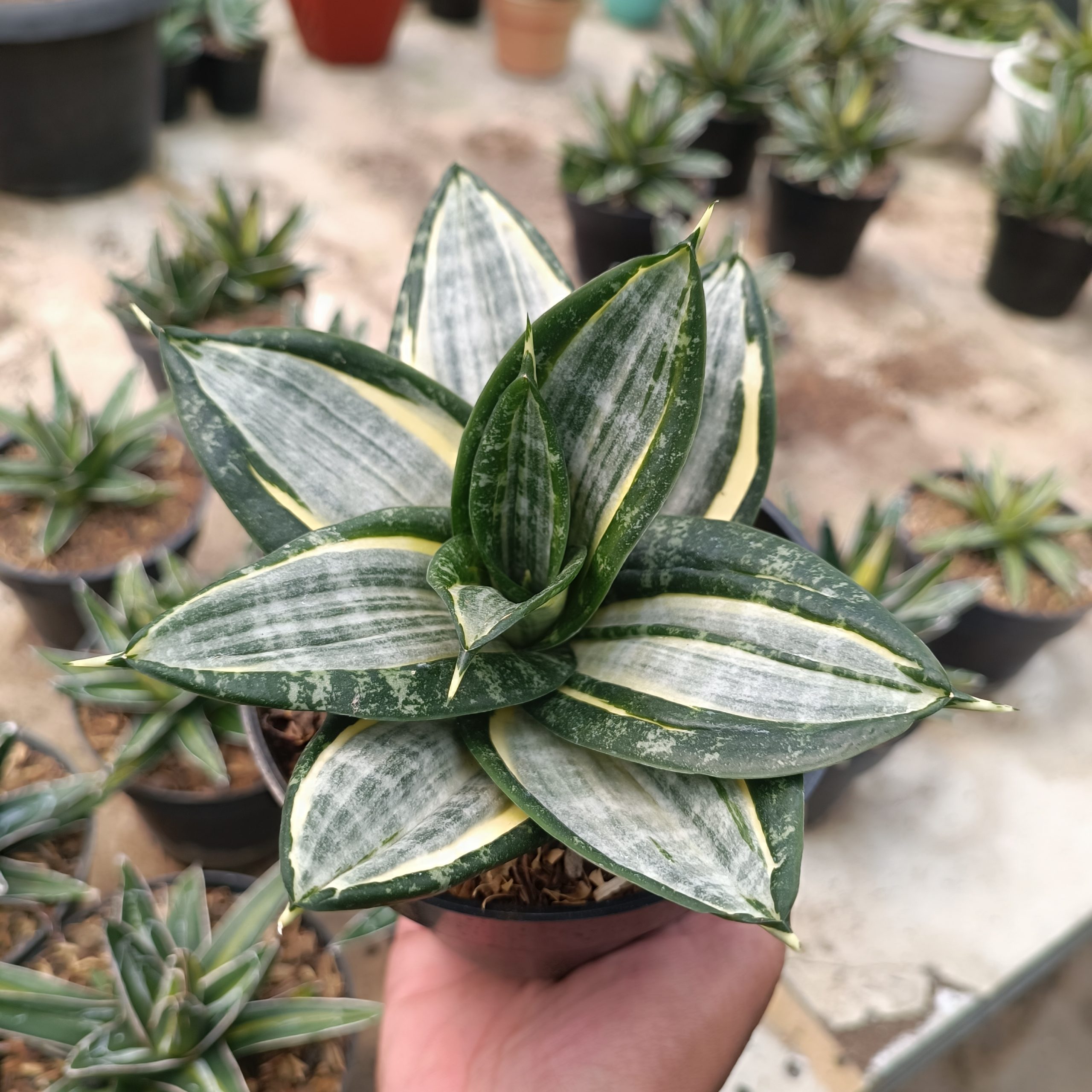 1213. Sansevieria Hahnii Zebra - Image 2