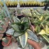 1213. Sansevieria Hahnii Zebra