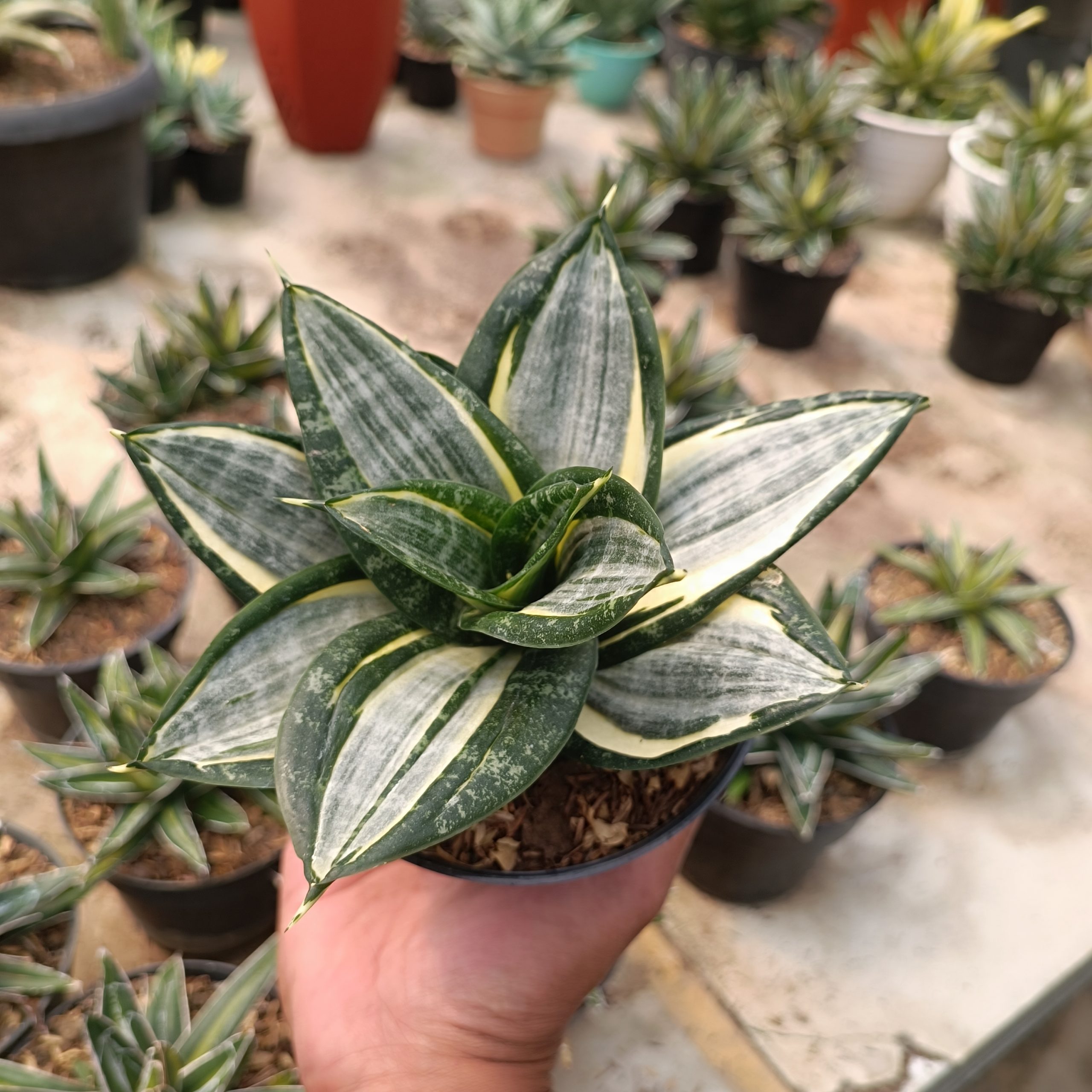 1213. Sansevieria Hahnii Zebra - Image 3