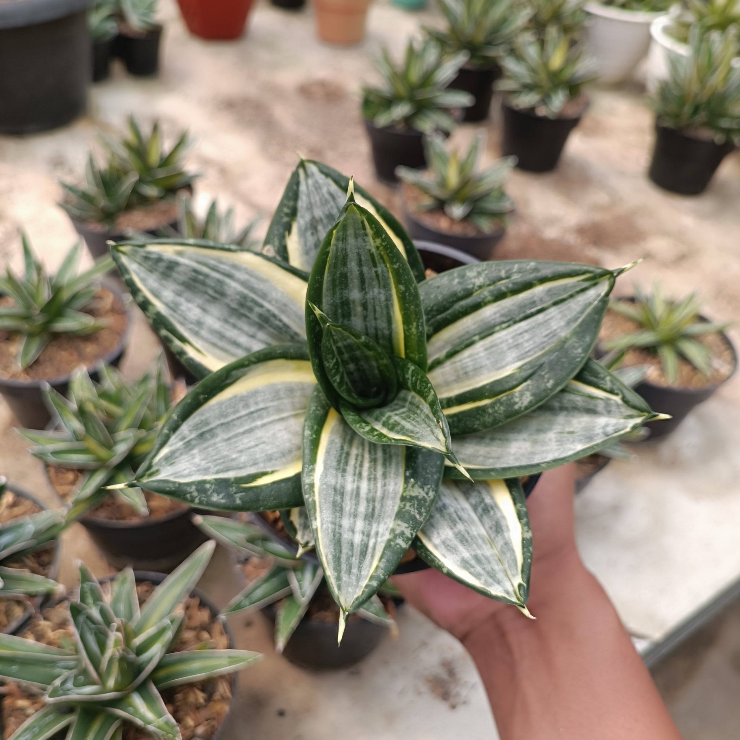 1213. Sansevieria Hahnii Zebra - Image 4
