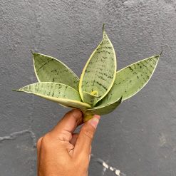 966. Sansevieria Hahniii Cream