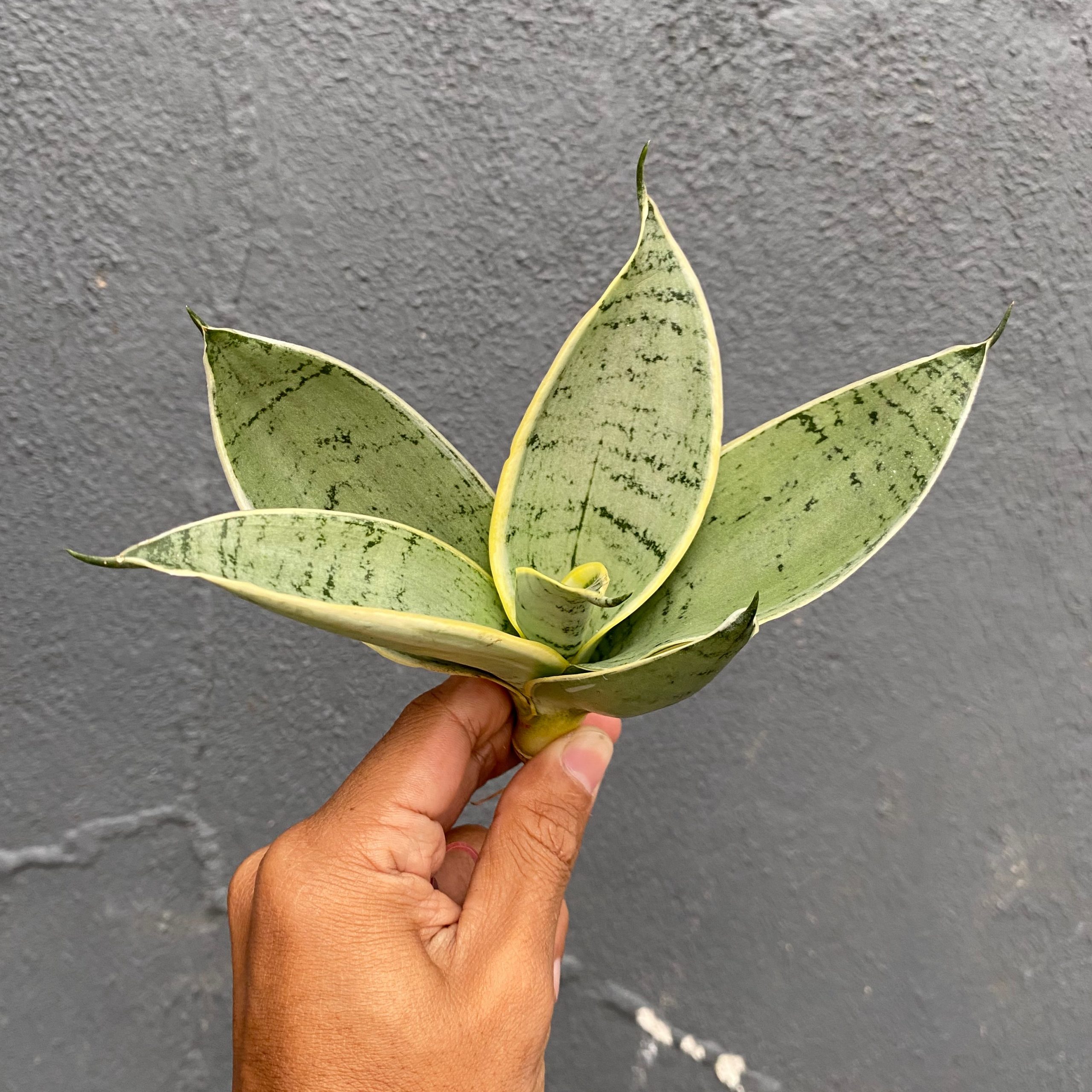 966. Sansevieria Hahniii Cream