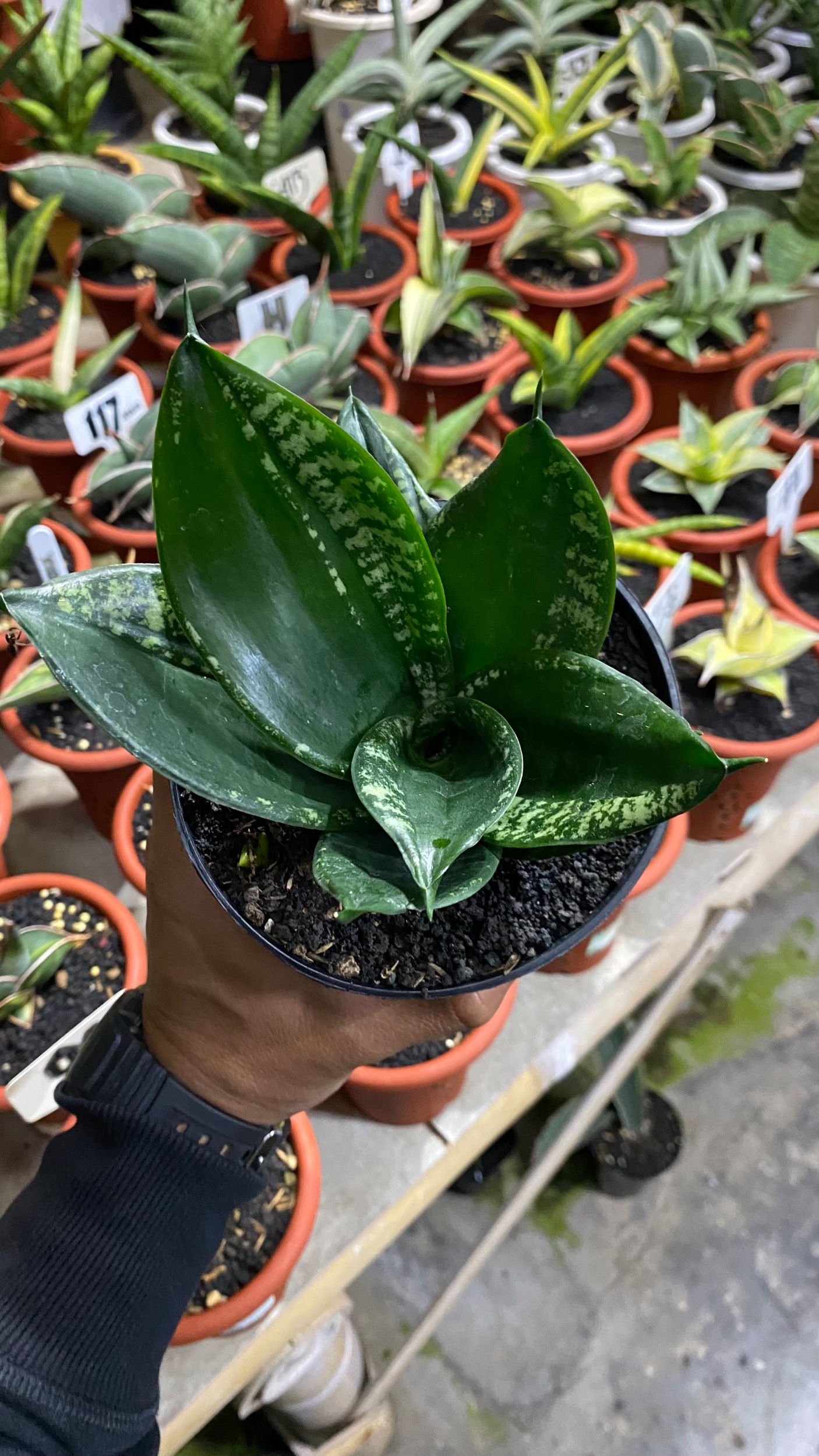 2084. Sansevieria Hahniii Denis - Image 2