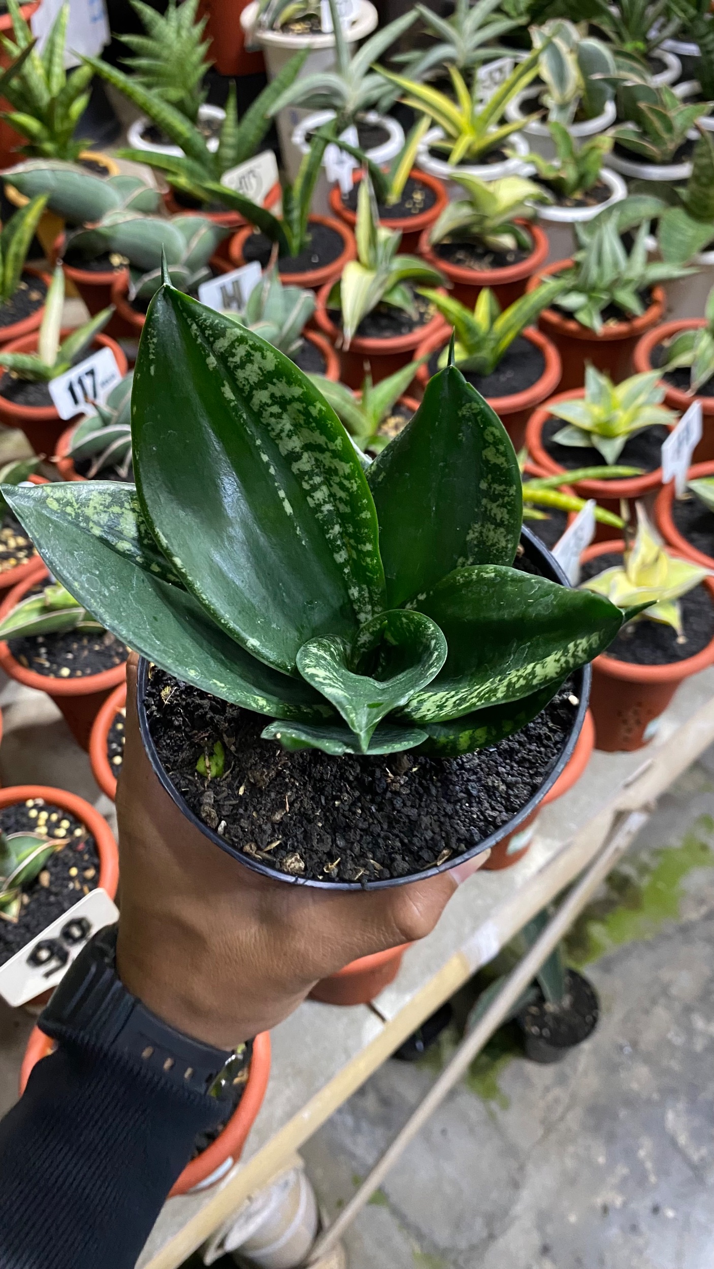 2084. Sansevieria Hahniii Denis - Image 3