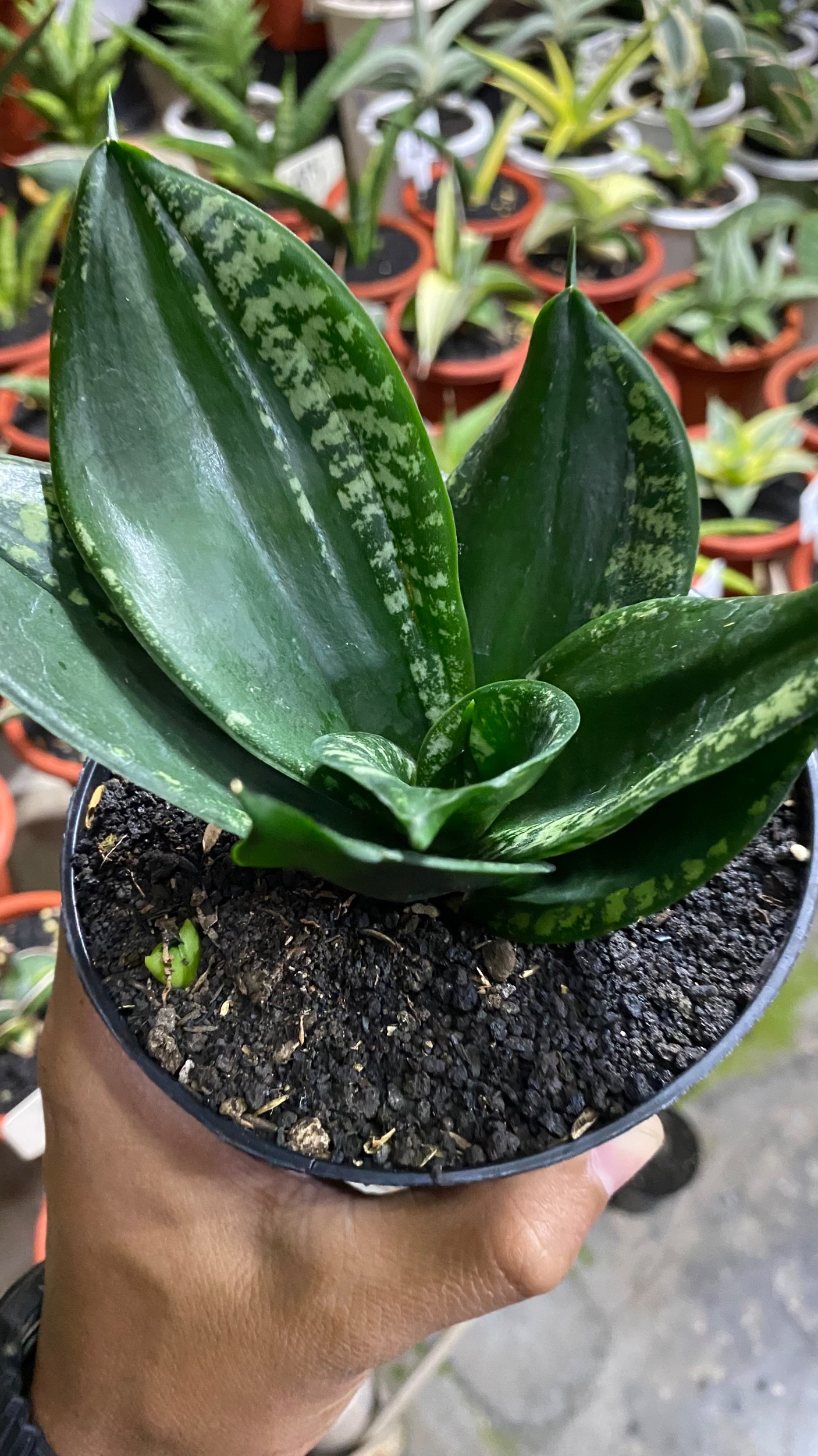 2084. Sansevieria Hahniii Denis - Image 4