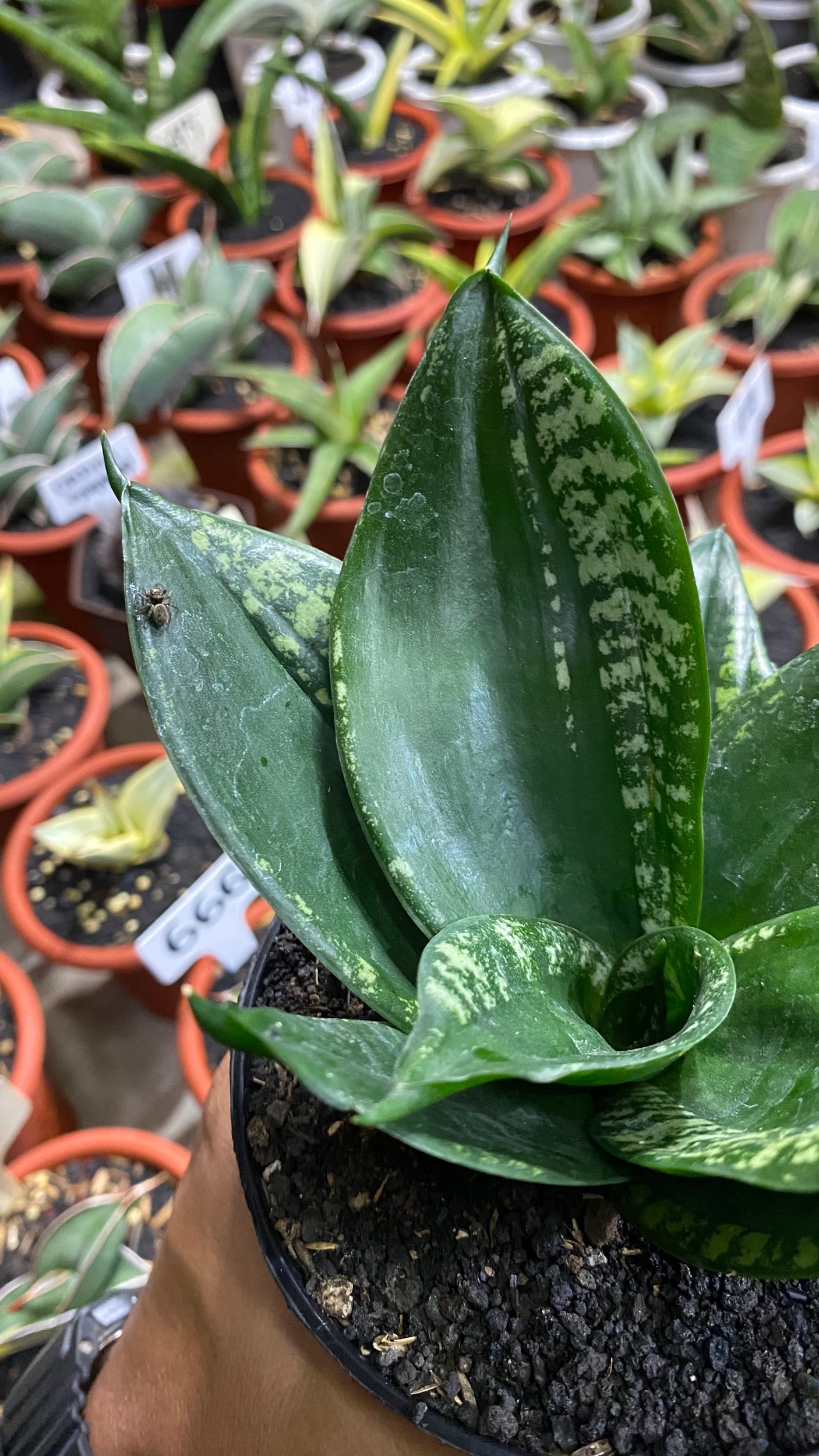 2084. Sansevieria Hahniii Denis - Image 5