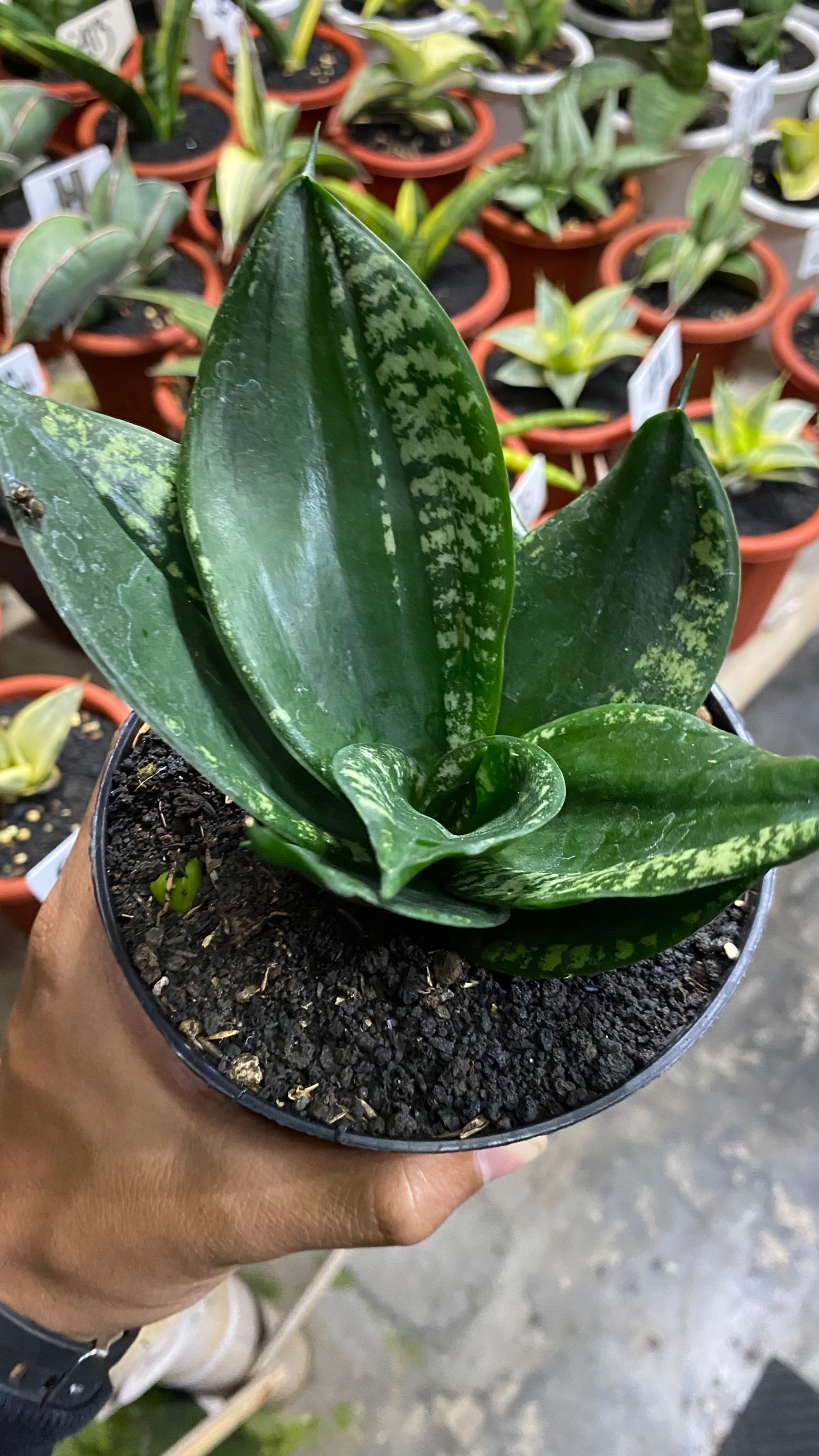2084. Sansevieria Hahniii Denis - Image 6