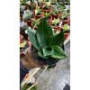 2084. Sansevieria Hahniii Denis