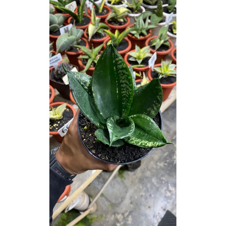 2084. Sansevieria Hahniii Denis
