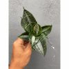 830. Sansevieria Hahniii Sticker