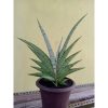2102. Sansevieria Hanoman