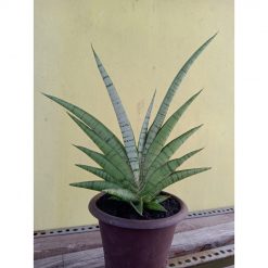 2102. Sansevieria Hanoman