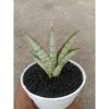 2101. Sansevieria Hanoman ( Kid )