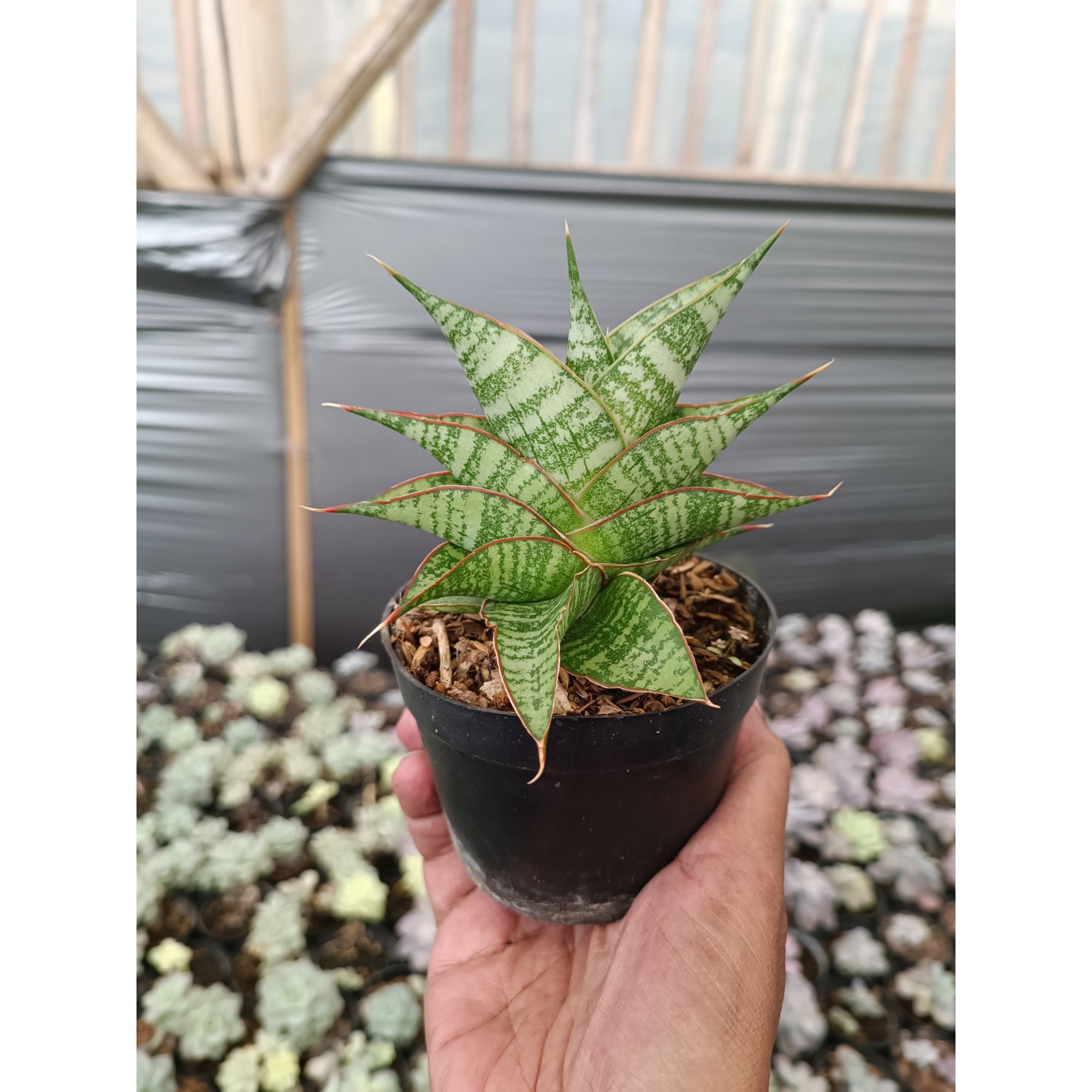 2272. Sansevieria Hihyd