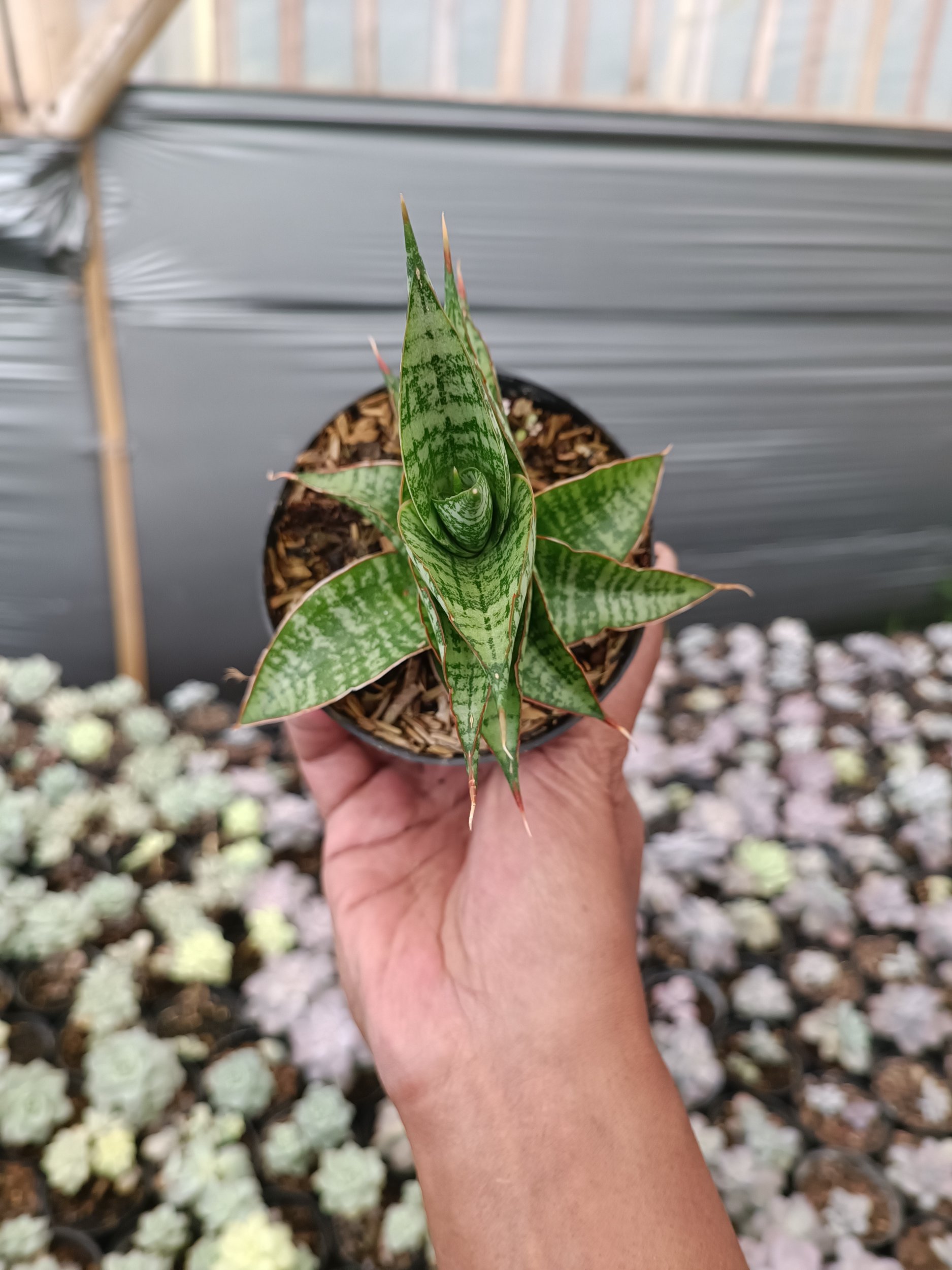 2272. Sansevieria Hihyd - Image 2