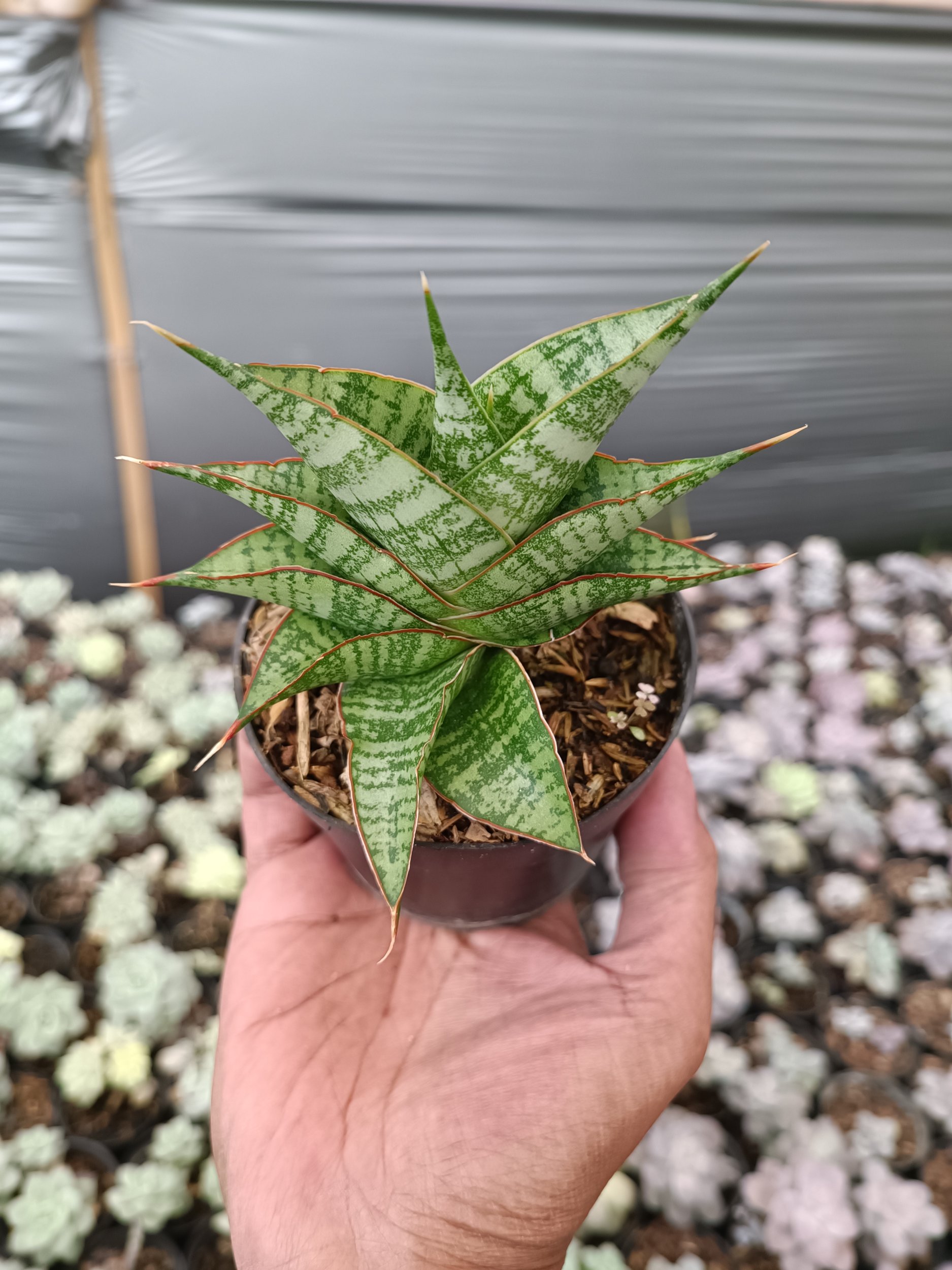2272. Sansevieria Hihyd - Image 3
